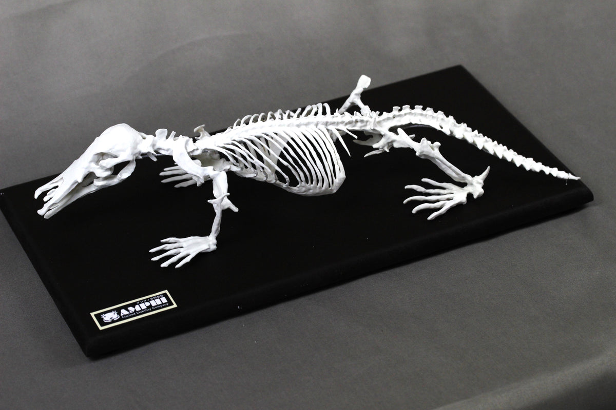 Platypus, miniature whole body skeleton replica.