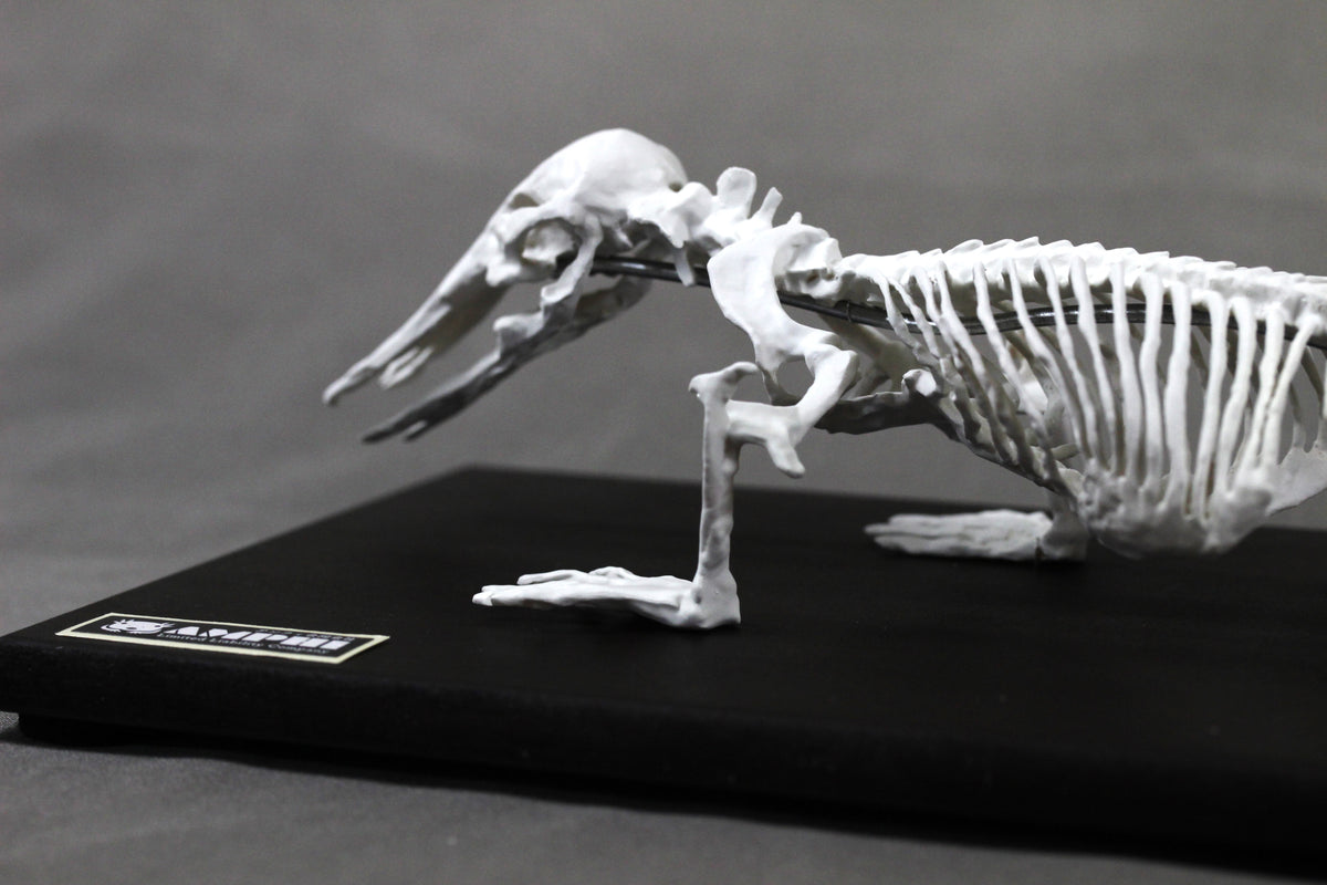 Platypus, miniature whole body skeleton replica.