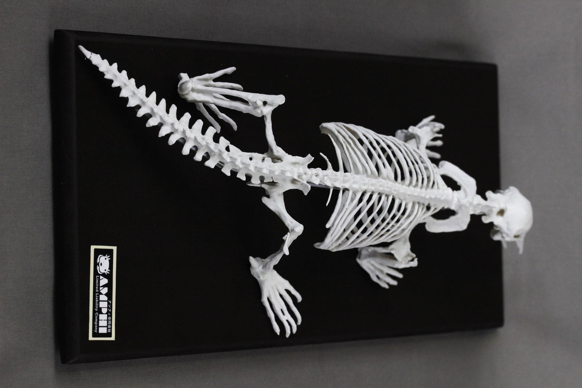 Platypus, miniature whole body skeleton replica.