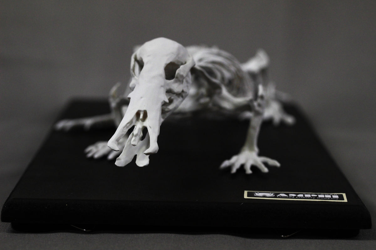 Platypus, miniature whole body skeleton replica.