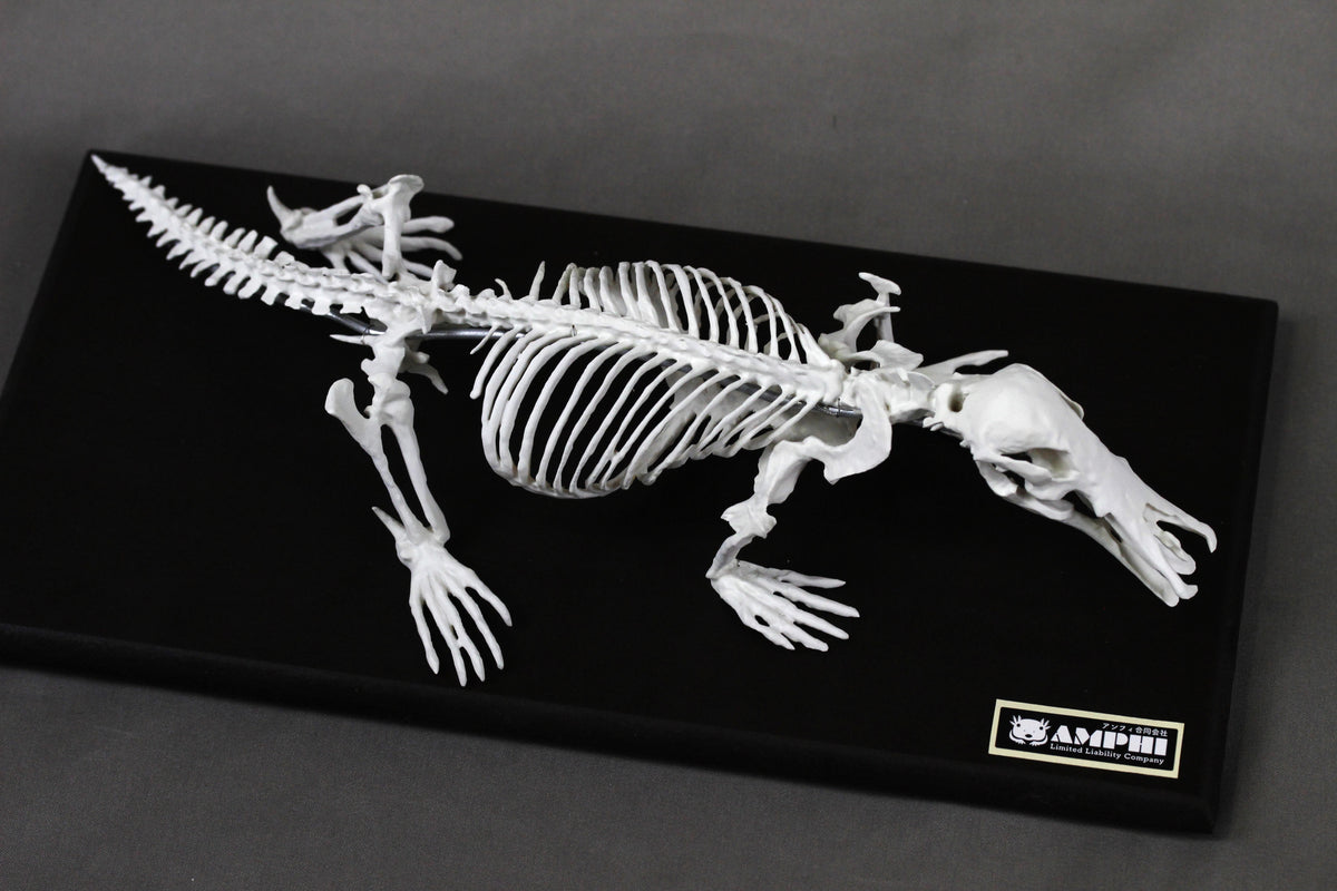 Platypus, miniature whole body skeleton replica.