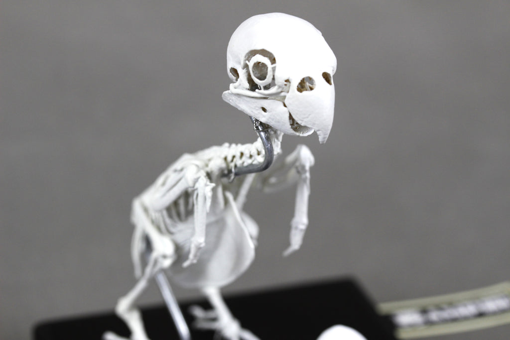 Fischer's Lovebird, Enlarged whole body skeleton replica.