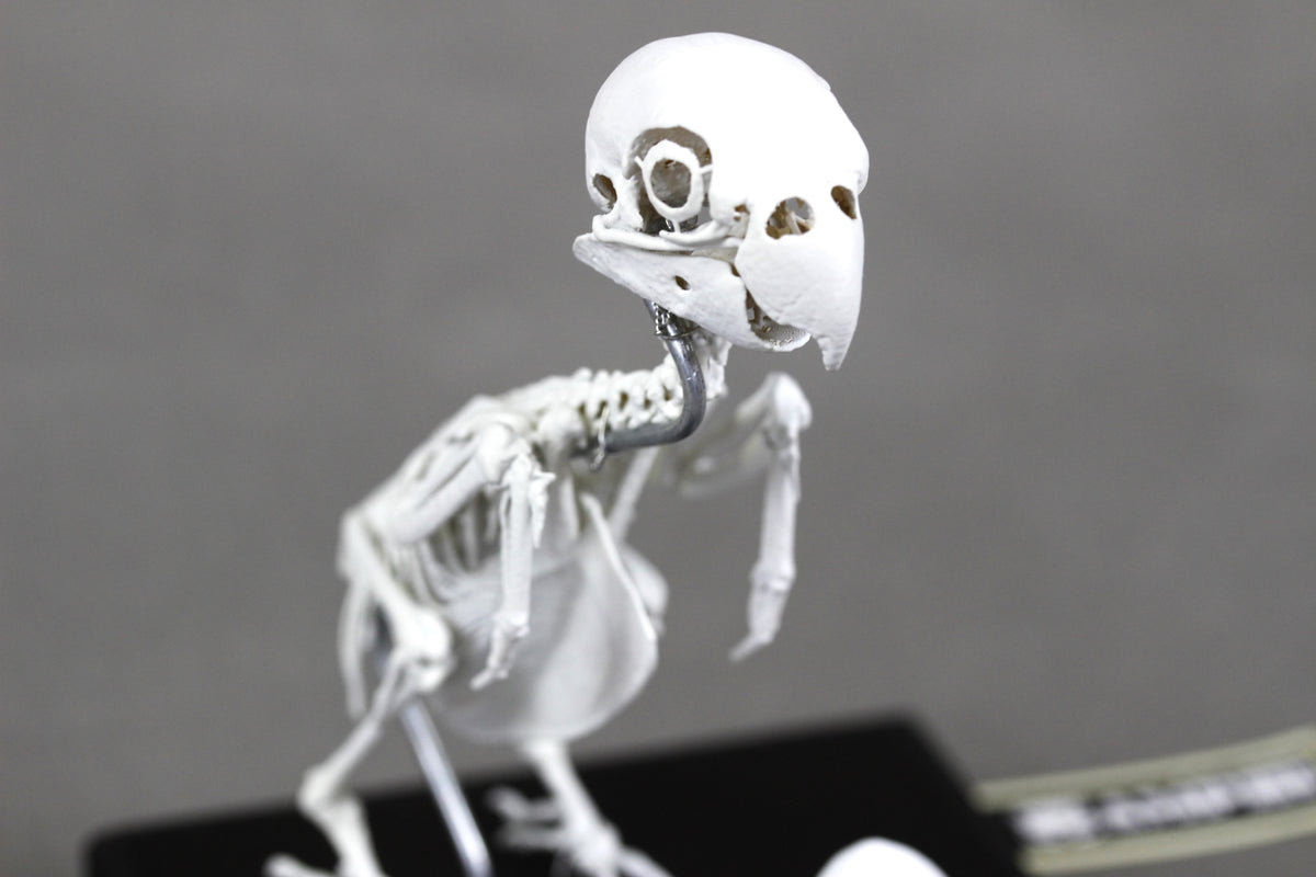 Fischer's Lovebird, Enlarged whole body skeleton replica.