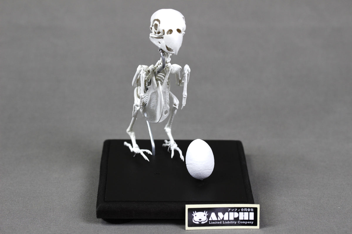 Fischer's Lovebird, Enlarged whole body skeleton replica.