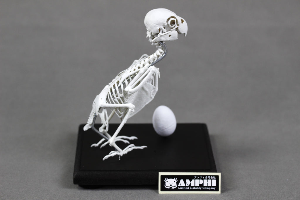 Fischer's Lovebird, Enlarged whole body skeleton replica.