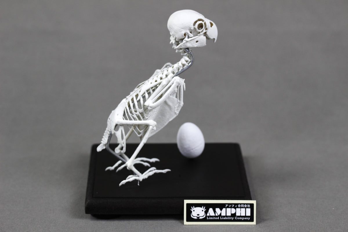 Fischer's Lovebird, Enlarged whole body skeleton replica.