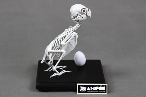 Fischer's Lovebird, Enlarged whole body skeleton replica.