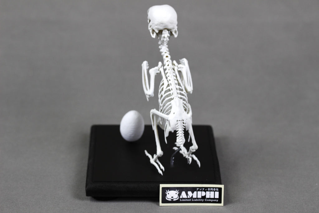 Fischer's Lovebird, Enlarged whole body skeleton replica.