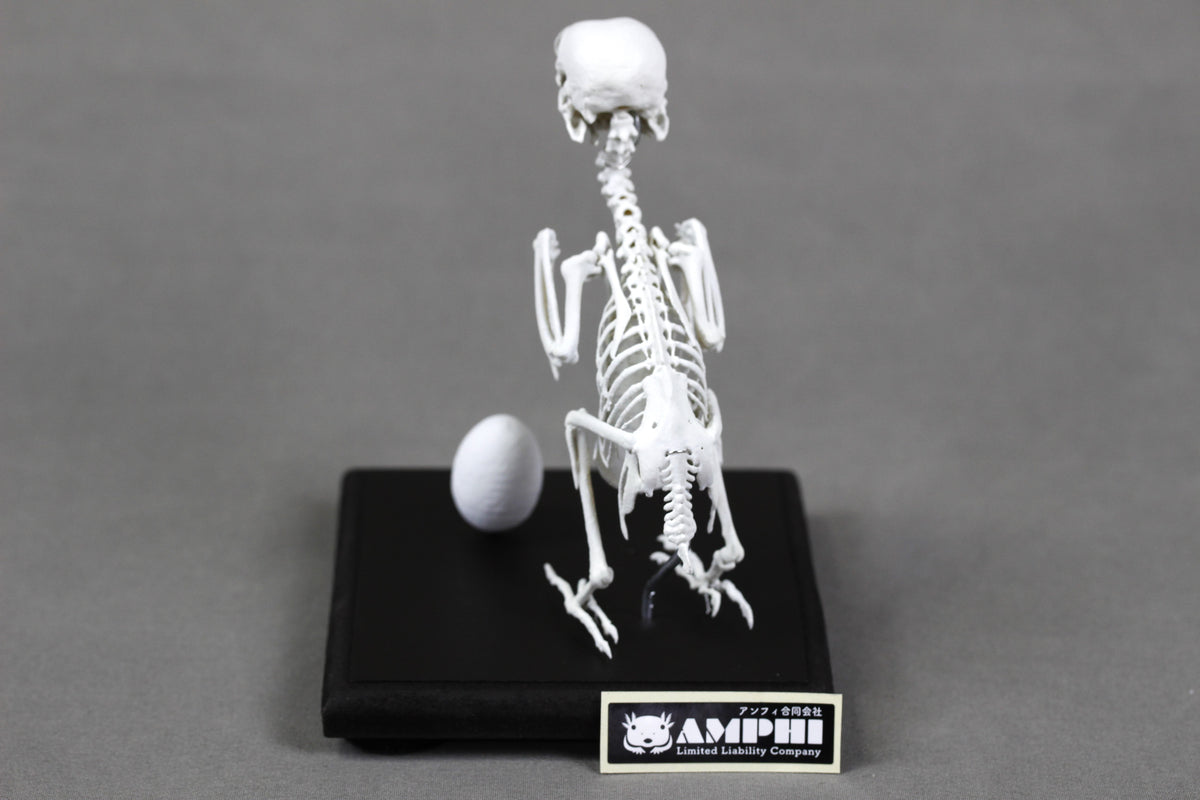 Fischer's Lovebird, Enlarged whole body skeleton replica.