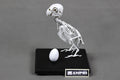 Fischer's Lovebird, Enlarged whole body skeleton replica.