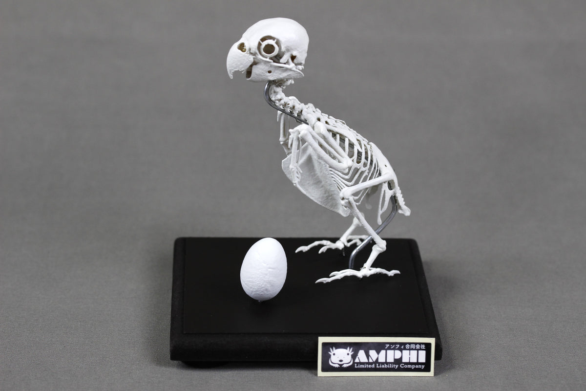 Fischer's Lovebird, Enlarged whole body skeleton replica.