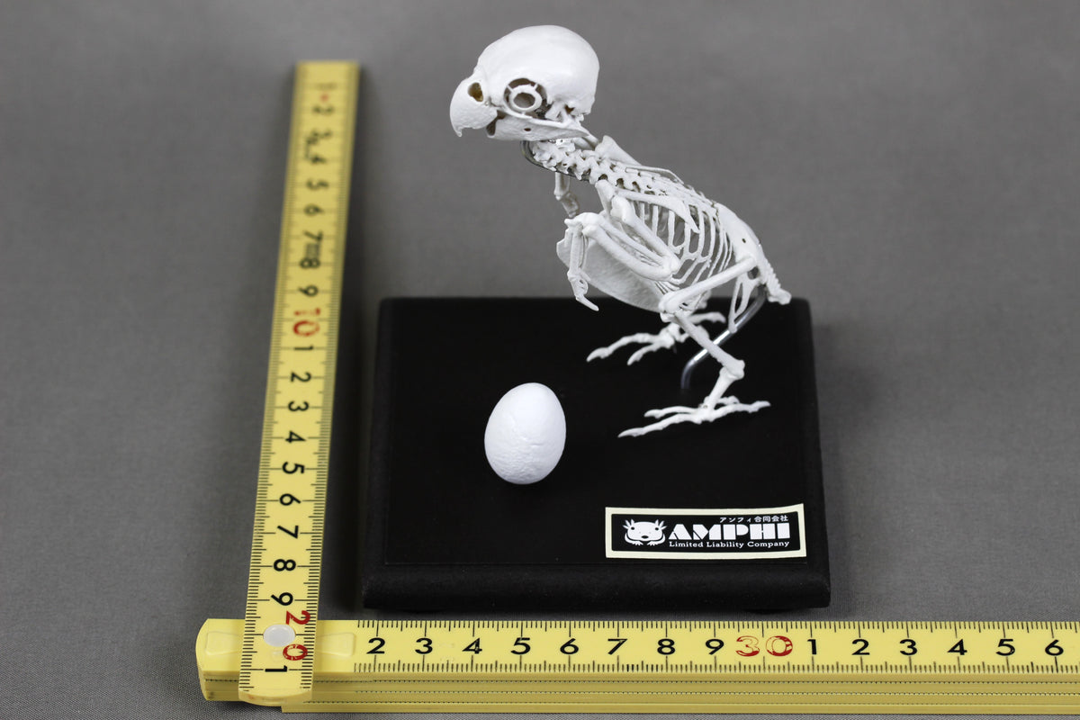 Fischer's Lovebird, Enlarged whole body skeleton replica.