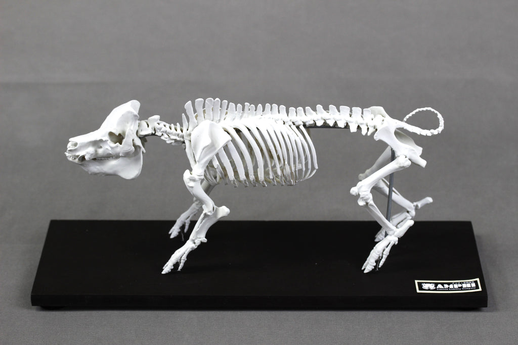 Berkshire Pig, miniature whole body skeleton replica.