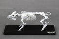 Berkshire Pig, miniature whole body skeleton replica.