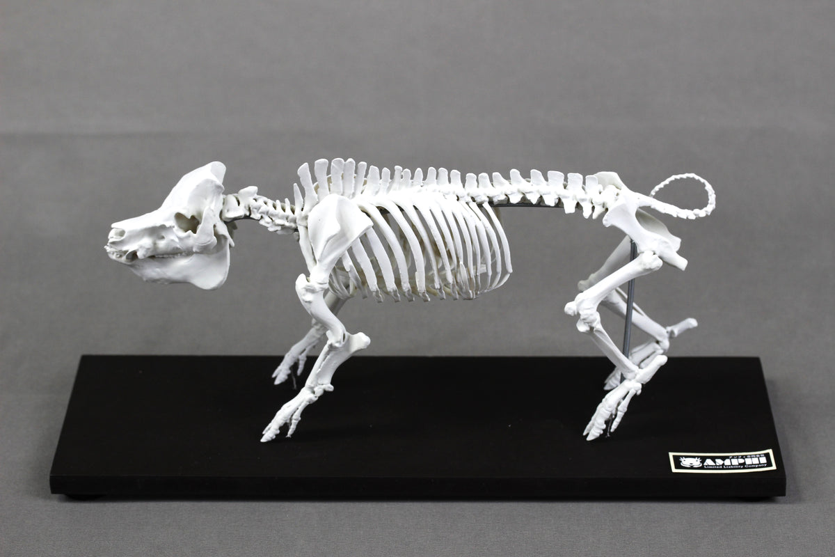 Berkshire Pig, miniature whole body skeleton replica.