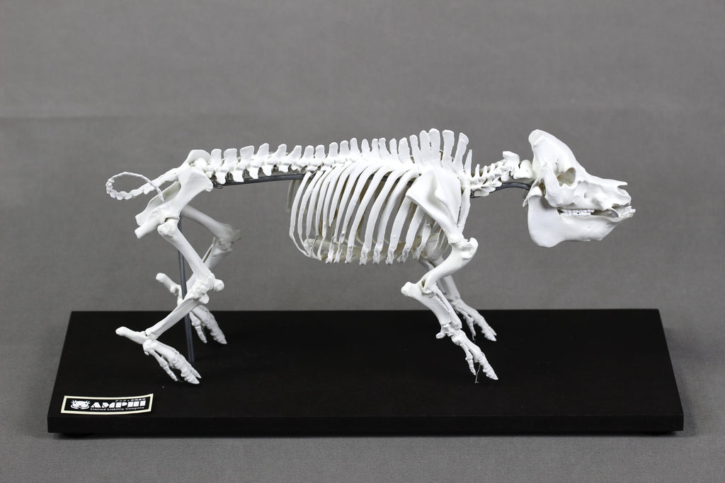 Berkshire Pig, miniature whole body skeleton replica.