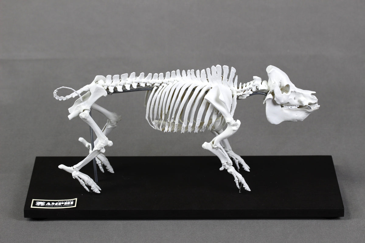 Berkshire Pig, miniature whole body skeleton replica.