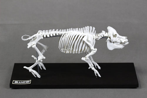 Berkshire Pig, miniature whole body skeleton replica.