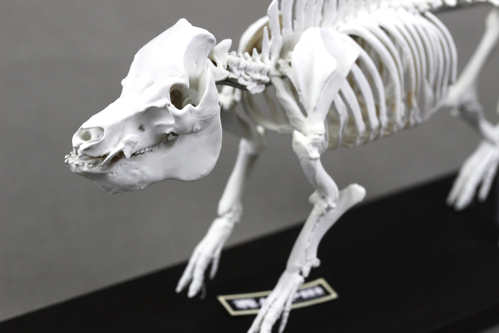 Berkshire Pig, miniature whole body skeleton replica.