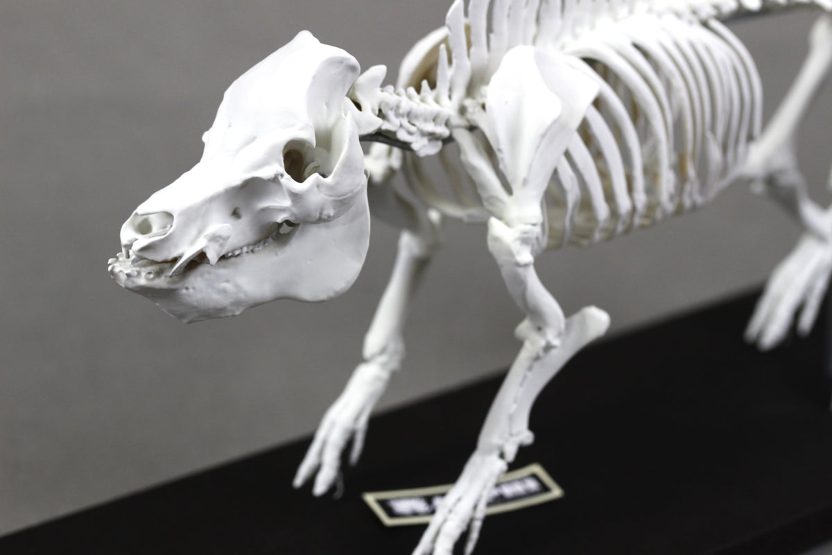 Berkshire Pig, miniature whole body skeleton replica.