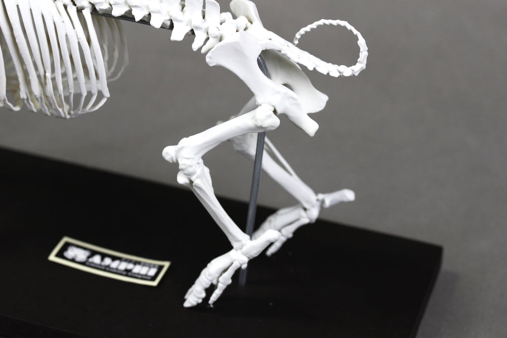 Berkshire Pig, miniature whole body skeleton replica.