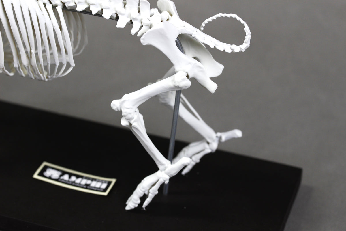 Berkshire Pig, miniature whole body skeleton replica.