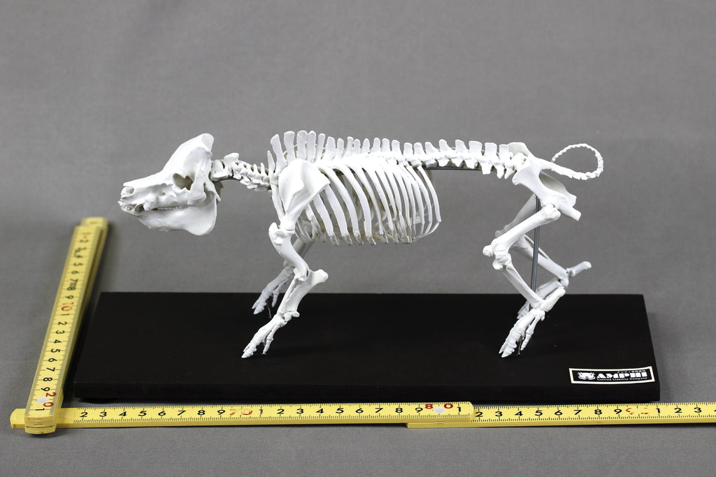 Berkshire Pig, miniature whole body skeleton replica.