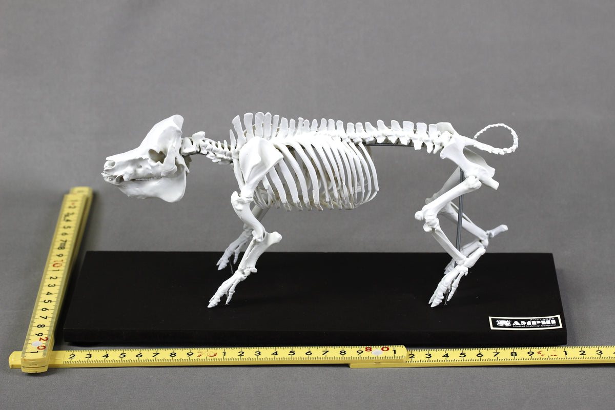 Berkshire Pig, miniature whole body skeleton replica.