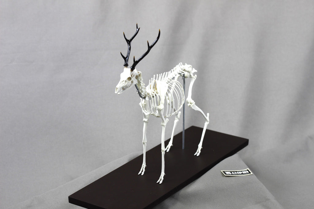 Japanese Deer (Cervus nippon), miniature whole body skeleton replica.