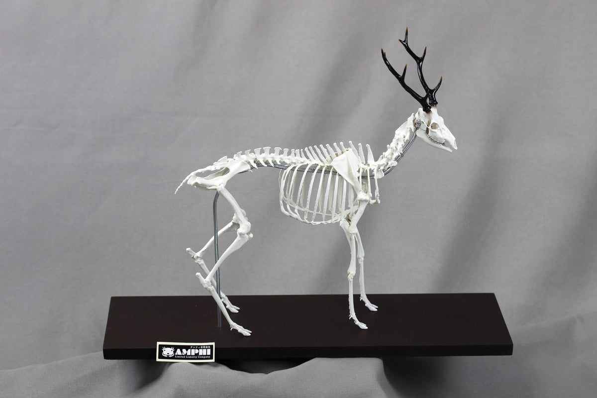 Japanese Deer (Cervus nippon), miniature whole body skeleton replica.