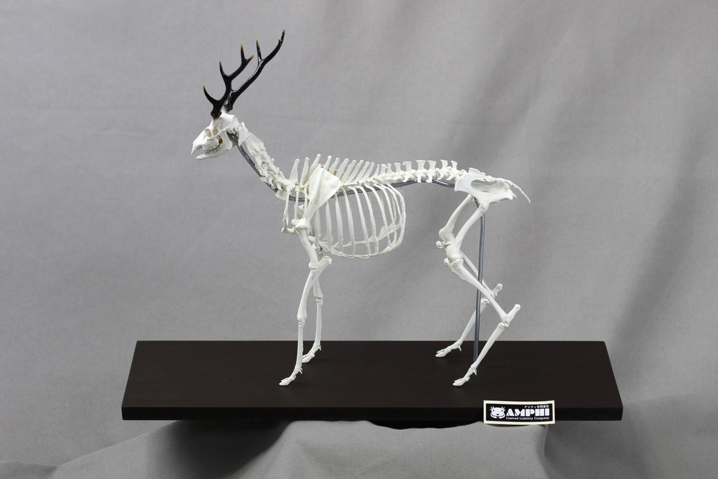 Japanese Deer (Cervus nippon), miniature whole body skeleton replica.
