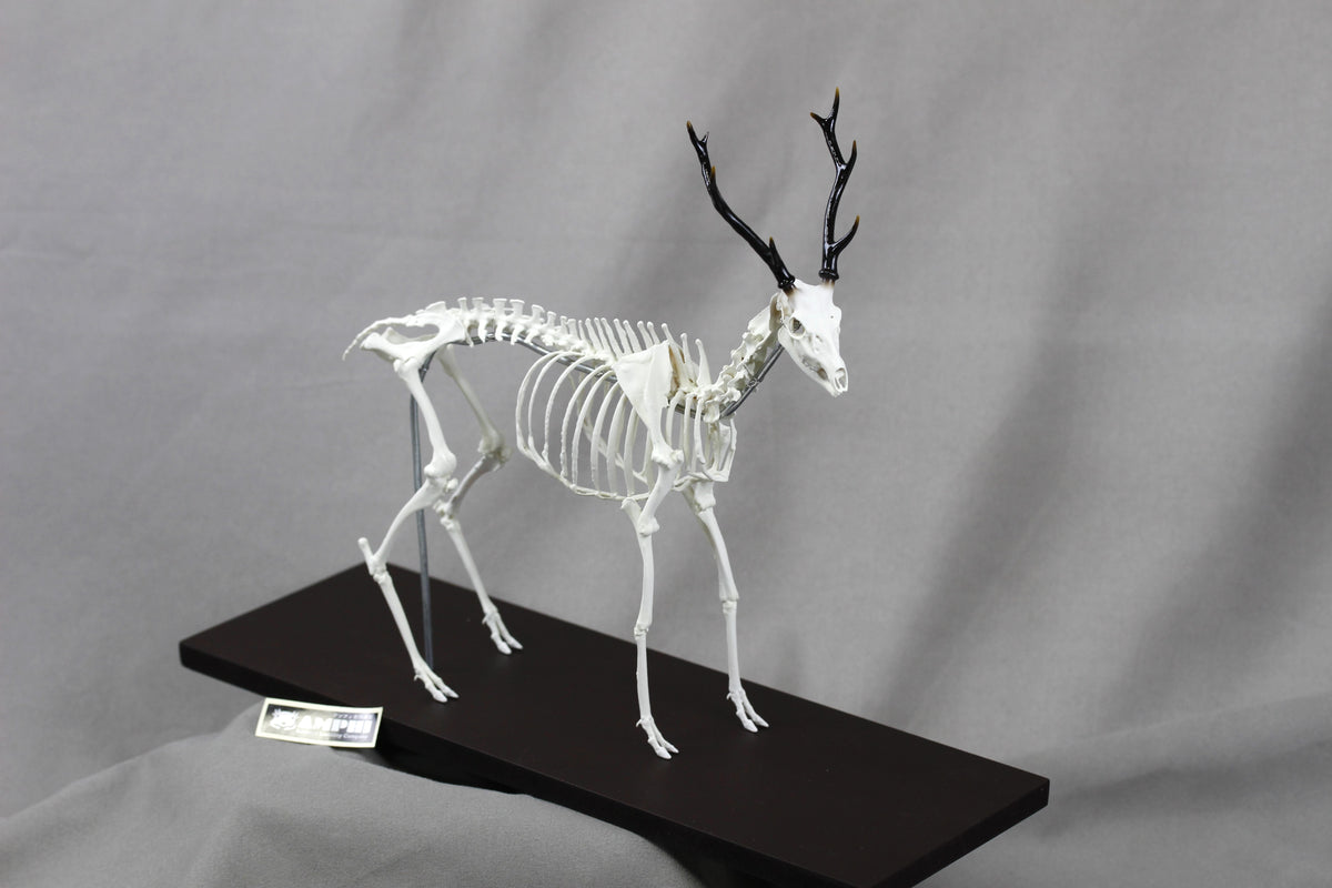 Japanese Deer (Cervus nippon), miniature whole body skeleton replica.