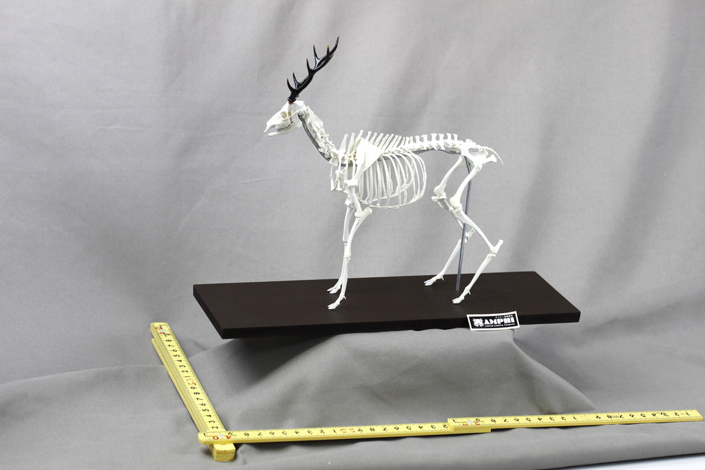 Japanese Deer (Cervus nippon), miniature whole body skeleton replica.