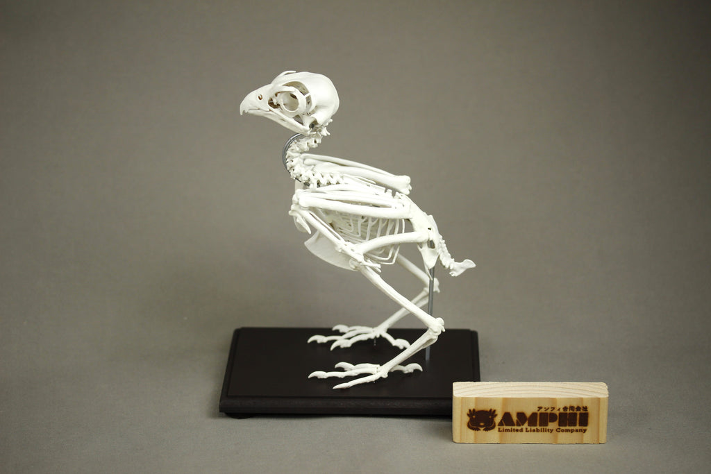 Grey Kestrel, enlarged whole body skeleton replica.