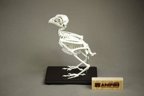 Grey Kestrel, enlarged whole body skeleton replica.