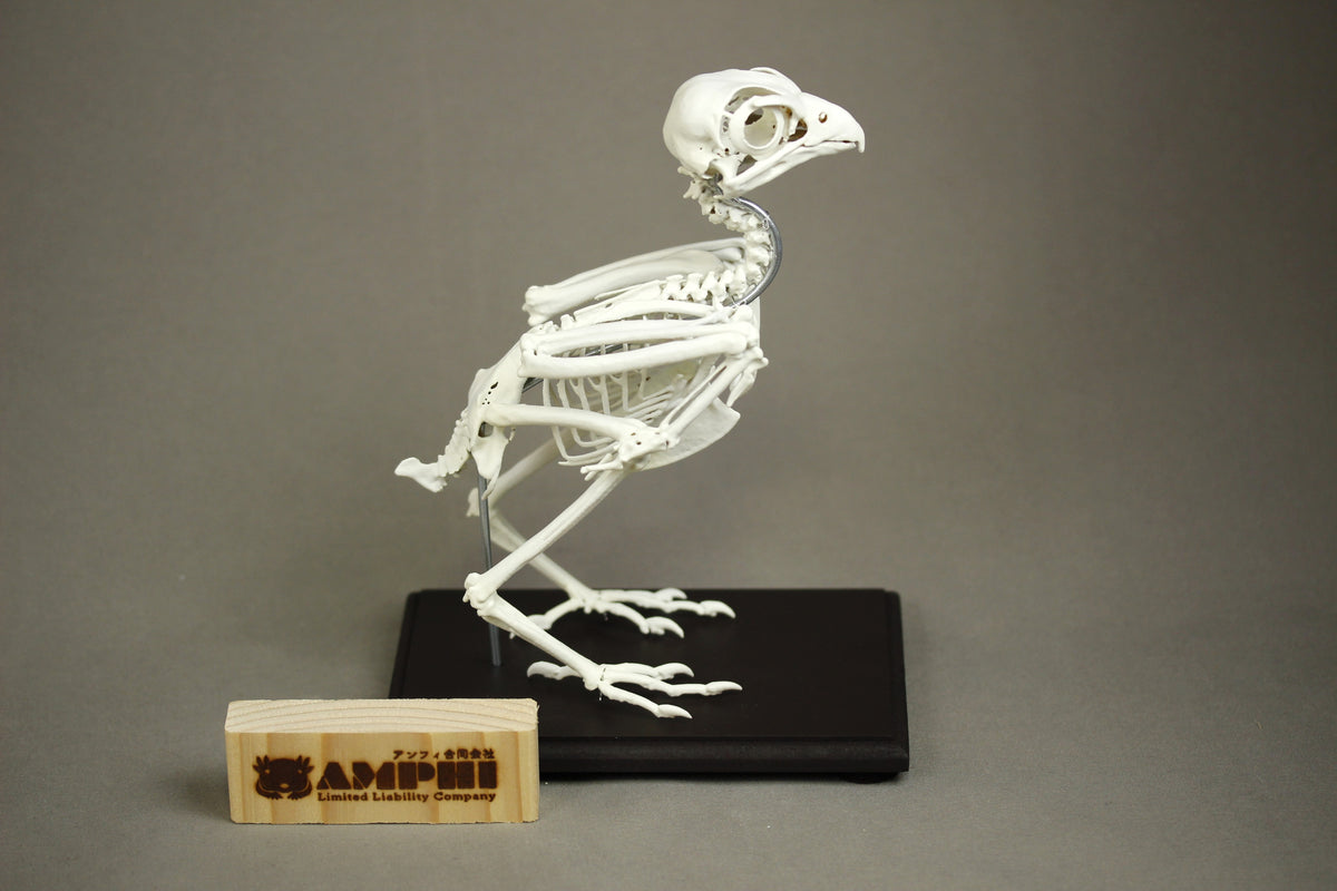 Grey Kestrel, enlarged whole body skeleton replica.