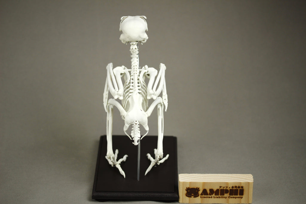 Grey Kestrel, enlarged whole body skeleton replica.