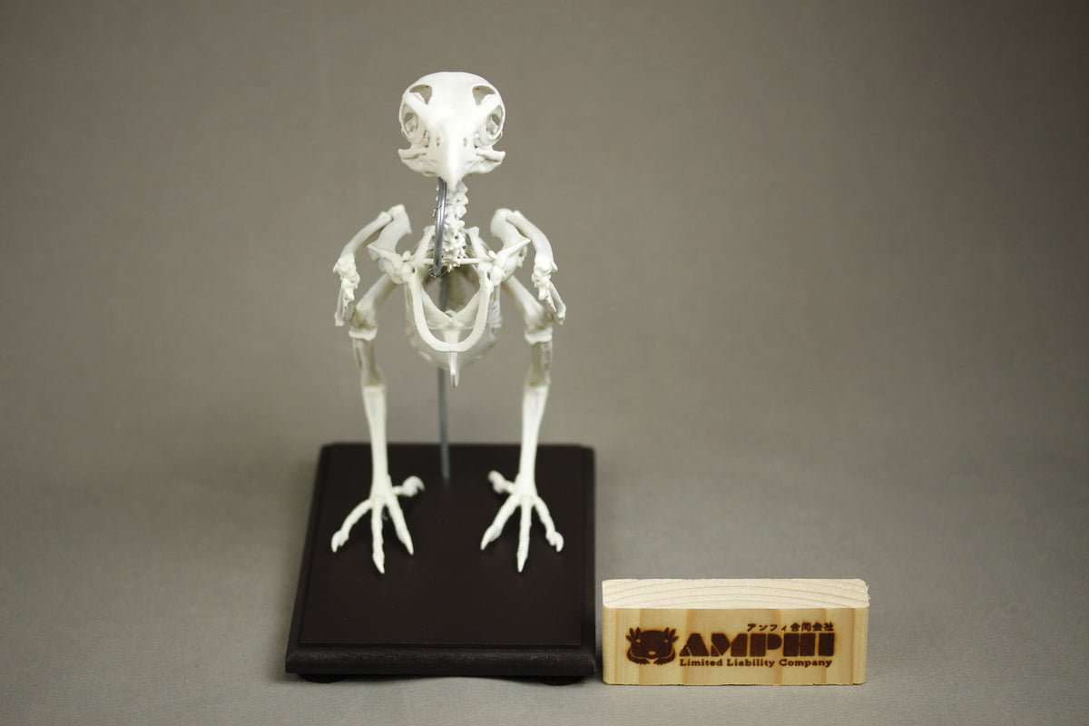 Grey Kestrel, enlarged whole body skeleton replica.