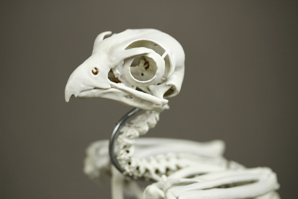 Grey Kestrel, enlarged whole body skeleton replica.