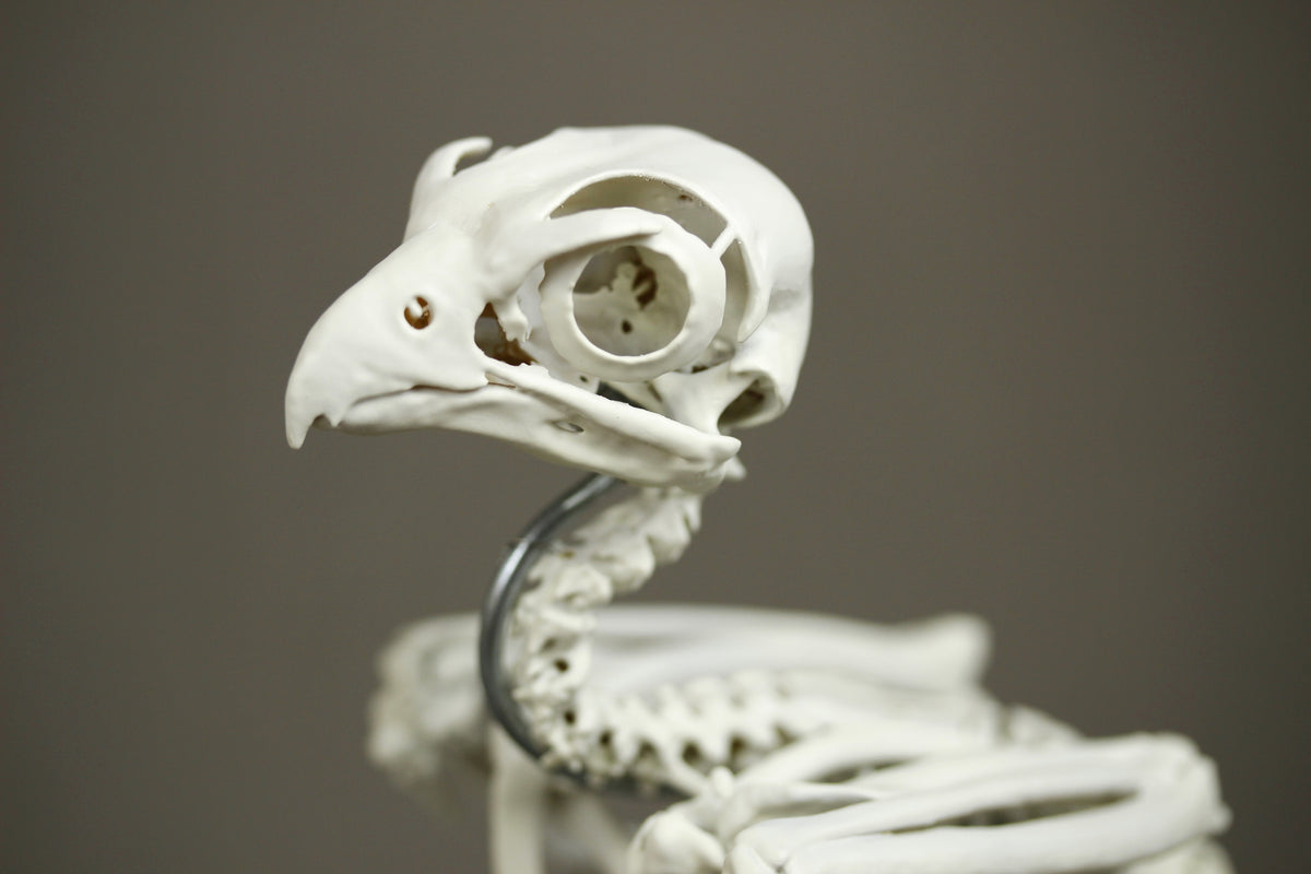 Grey Kestrel, enlarged whole body skeleton replica.