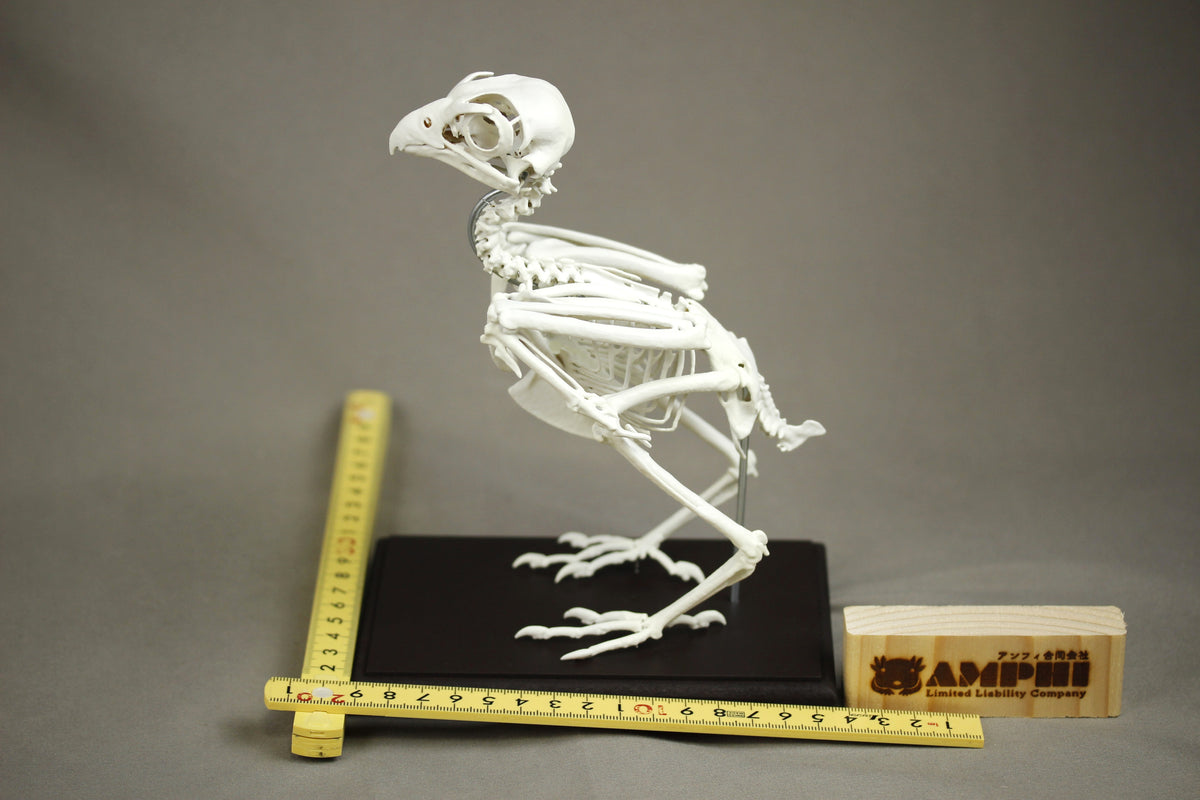 Grey Kestrel, enlarged whole body skeleton replica.