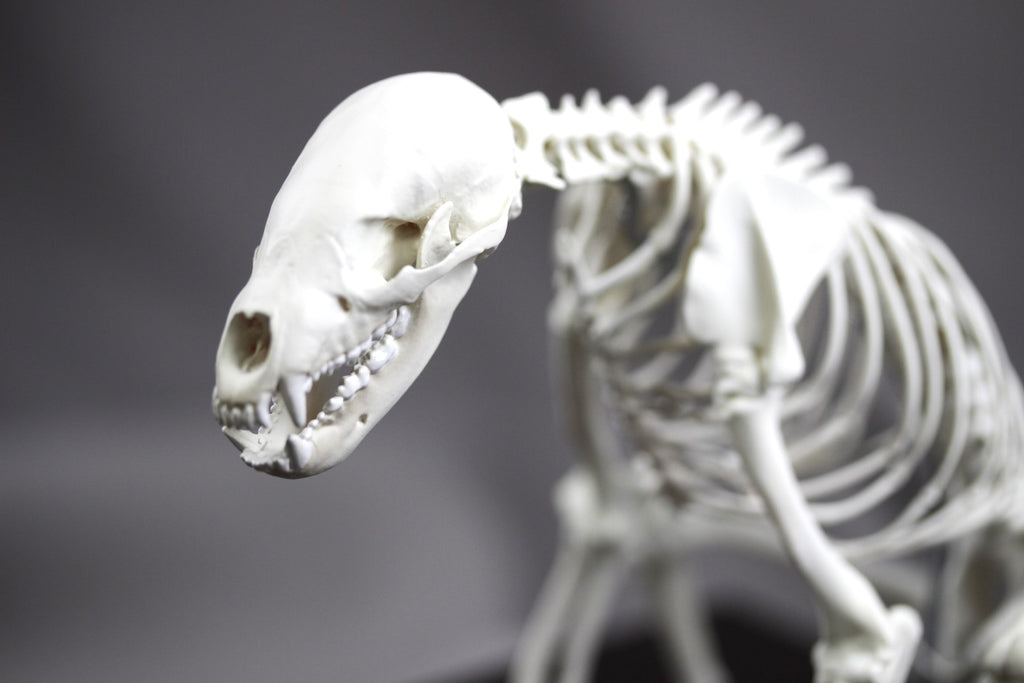 Japanese Black Bear, miniature whole body skeleton replica.
