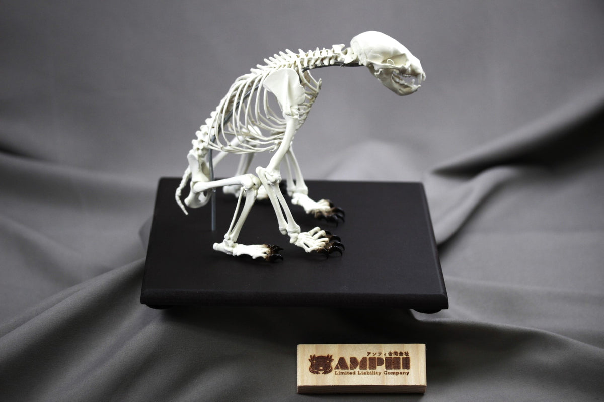 Japanese Black Bear, miniature whole body skeleton replica.