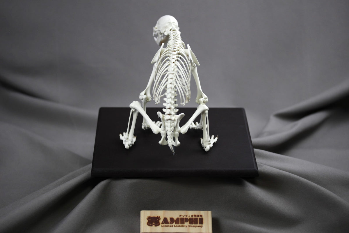 Japanese Black Bear, miniature whole body skeleton replica.