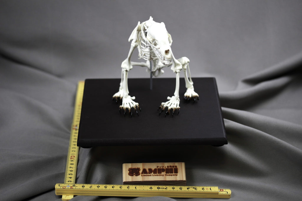 Japanese Black Bear, miniature whole body skeleton replica.