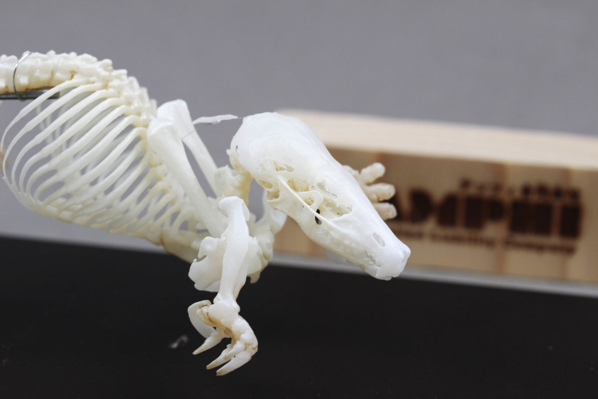 Japanese Mole, Enlarged whole body skeleton replica.