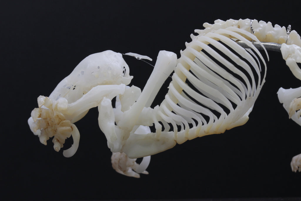 Japanese Mole, Enlarged whole body skeleton replica.