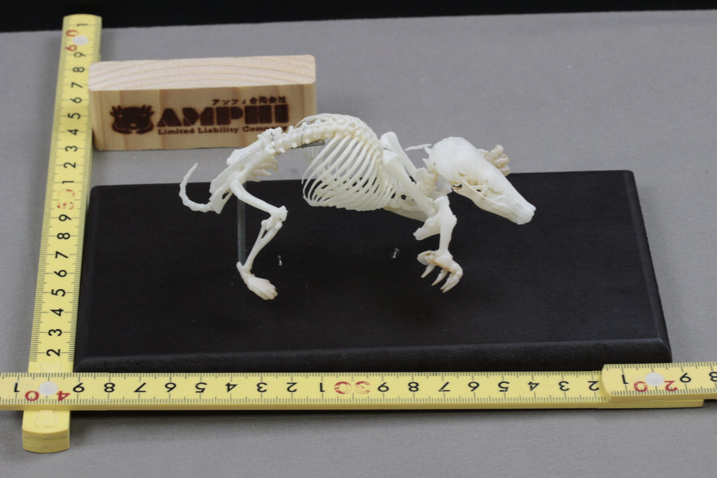 Japanese Mole, Enlarged whole body skeleton replica.