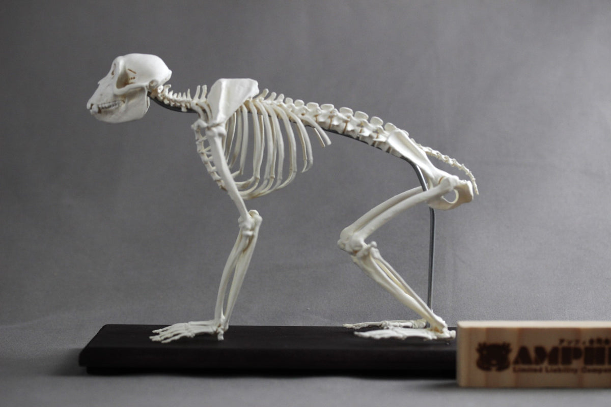 Japanese macaque (Macaca fuscata), miniature whole body skeleton replica.