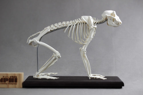 Japanese macaque (Macaca fuscata), miniature whole body skeleton replica.